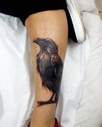 小腿写实乌鸦纹身图案