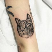 大臂黑灰猫咪肖像纹身图案