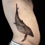 腰侧黑灰写实鲸鱼纹身图案
